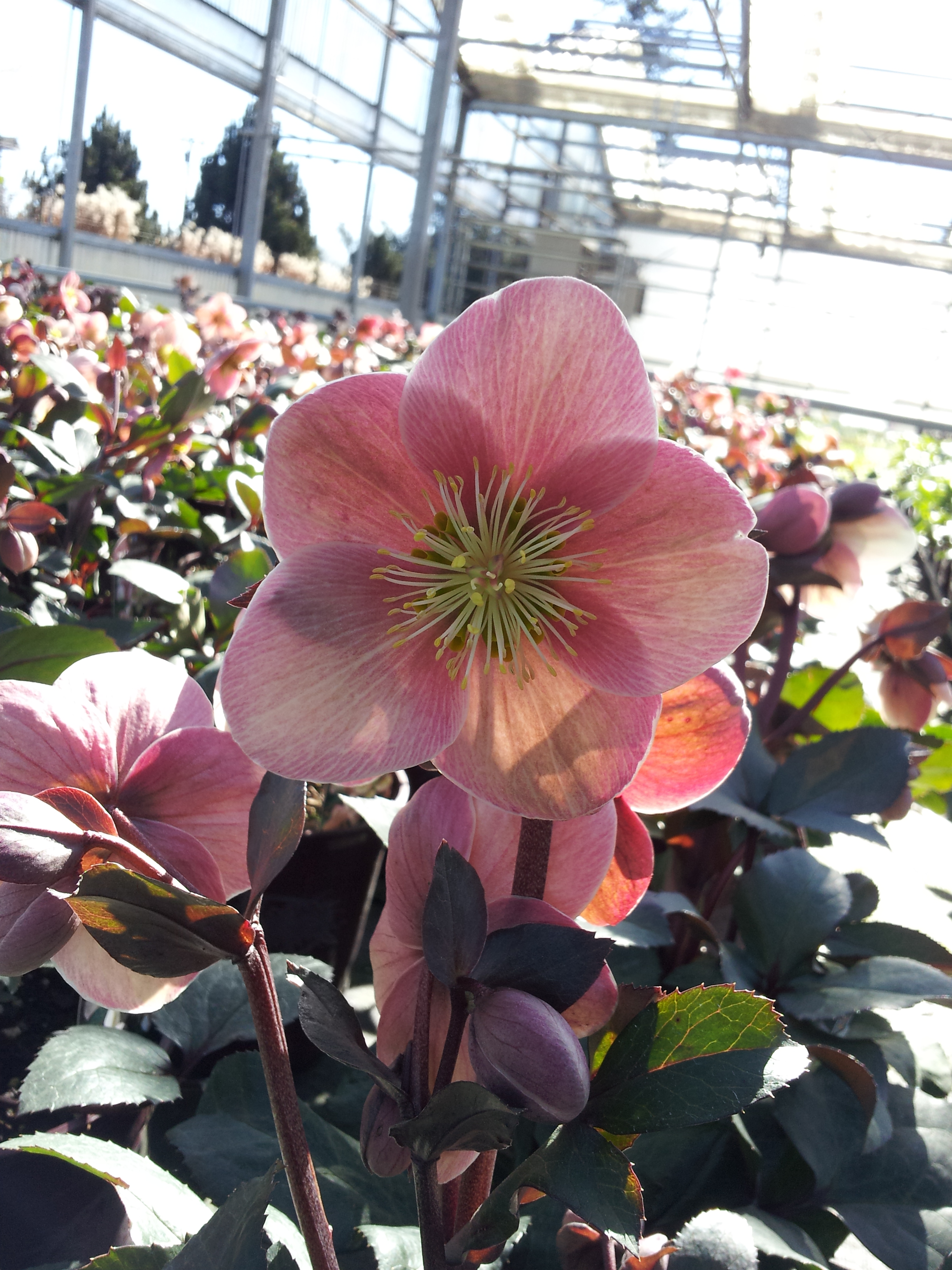 Helleborus x ballardiae 'HGC Pink Frost'